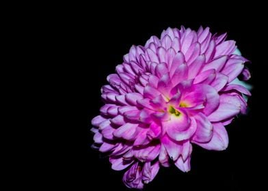 Purple chrysanthemum side