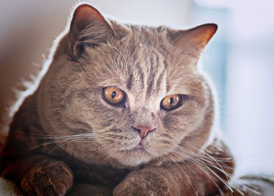 British Shorthair muzzle b