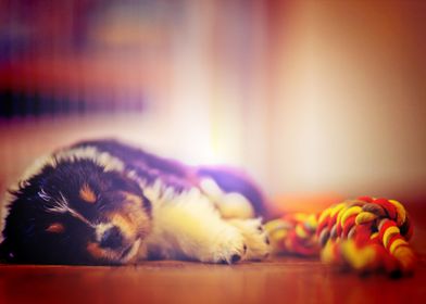 Australian Shepherd sleepi