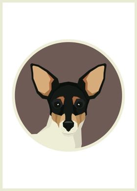 Toy Fox Terrier Face