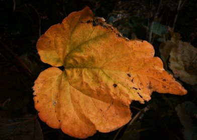 rhubarb decaying