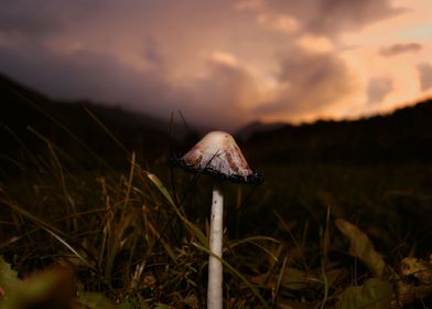 Mushroomscape