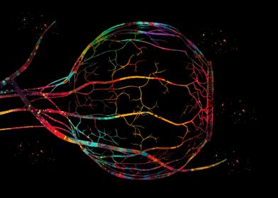 Blood vessels of the eye 