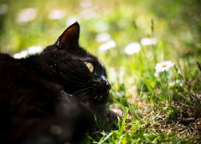 Cat VS daisies