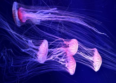 Animal Jellyfish Fishes