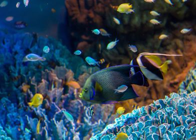 Animal Fish Fishes Sea Lif