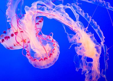 Animal Jellyfish Fishes