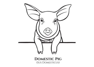Piggy with Latin name