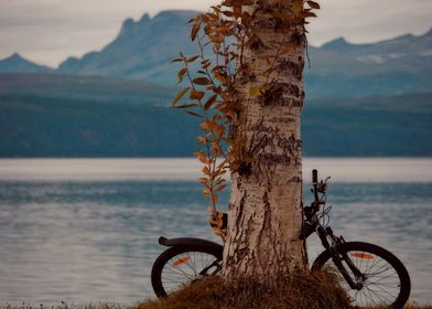 The tree and the bicycle