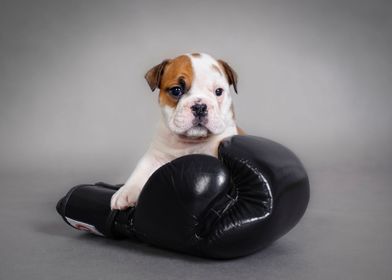 Bulldog Boxer