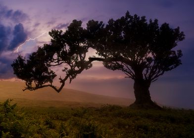 Old laurel tree