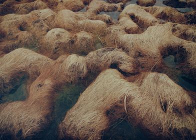 Tussock of delight