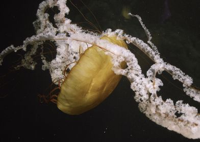 Animal Jellyfish Fishes