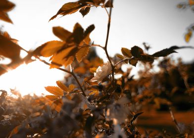 Rose bush