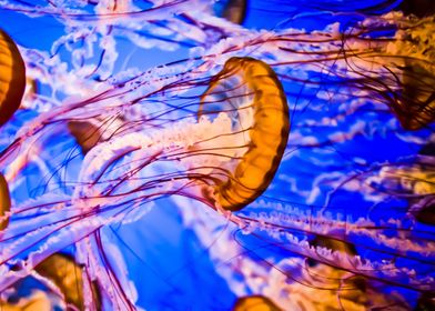 Animal Jellyfish Fishes Un