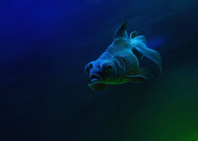 Animal Fish Fishes Underwa