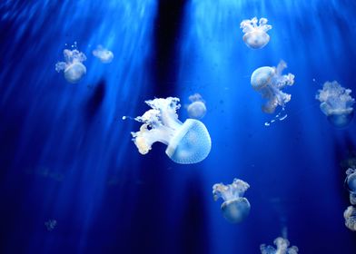 Animal Jellyfish Fishes Un