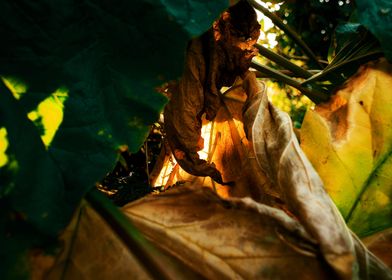 Rhubarb catching light