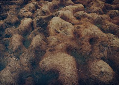 Tussock of delight II