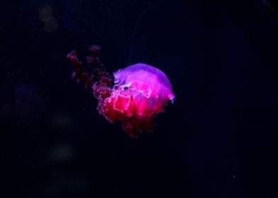 Animal Jellyfish Fishes Se