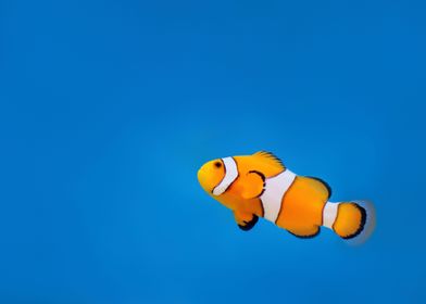 Animal Clownfish Fishes Oc