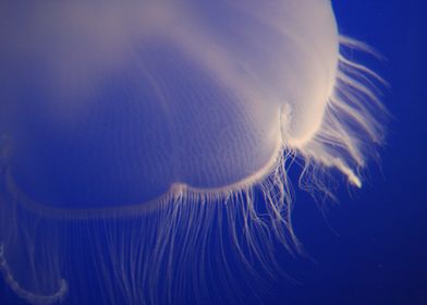 Animal Jellyfish Fishes Bl