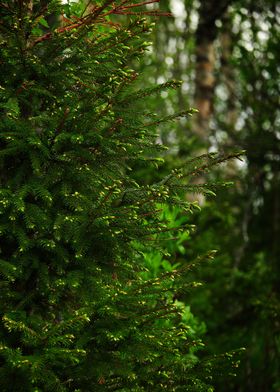 Spruce budding