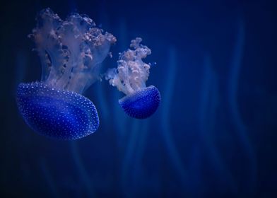 Animal Jellyfish Fishes Un