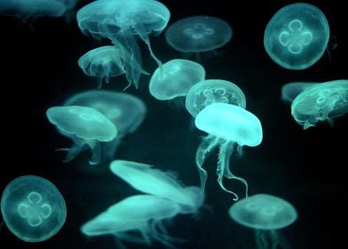 Animal Jellyfish Fishes