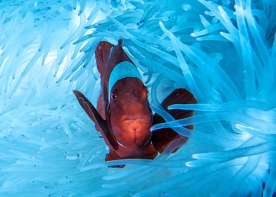 Animal Clownfish Fishes