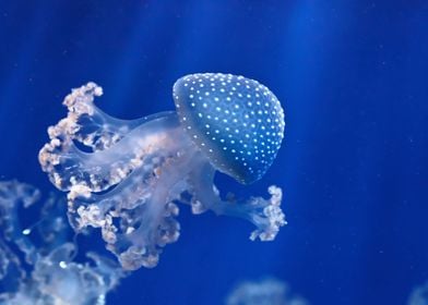 Animal Jellyfish Fishes