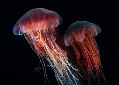 Animal Jellyfish Fishes