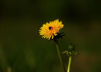 Single flower with yellow