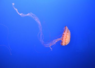 Animal Jellyfish Fishes Un