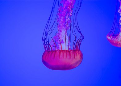 Animal Jellyfish Fishes Un