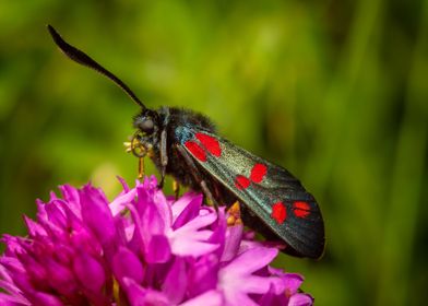 Six Spot Burnet Moth