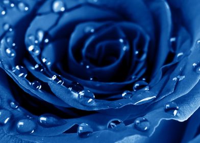 Blue Rose