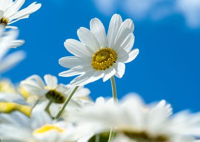 Oxeye Daisies