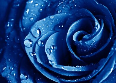 Blue Rose