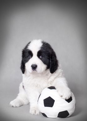 Landseer footballer