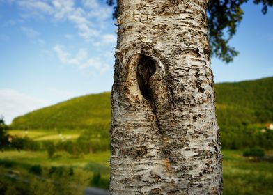 Trunk with knot hole