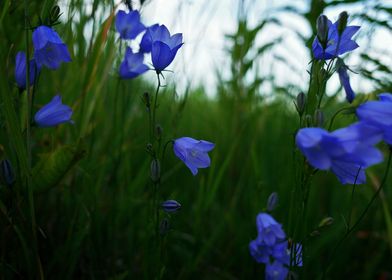 Bluebells galore