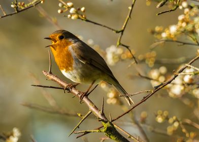 Robin and a Spring Song