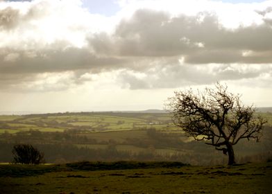 Wind Swept Tree