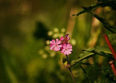 purple flowers closeup