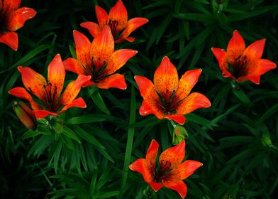 Orange flowers