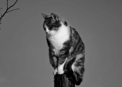 Cat on pole