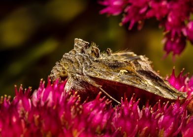 Moth and the Red Flower