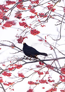 Red Berry Black Bird