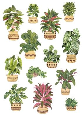 House Plants Collection 4